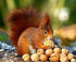Squirrel eating Walnuts